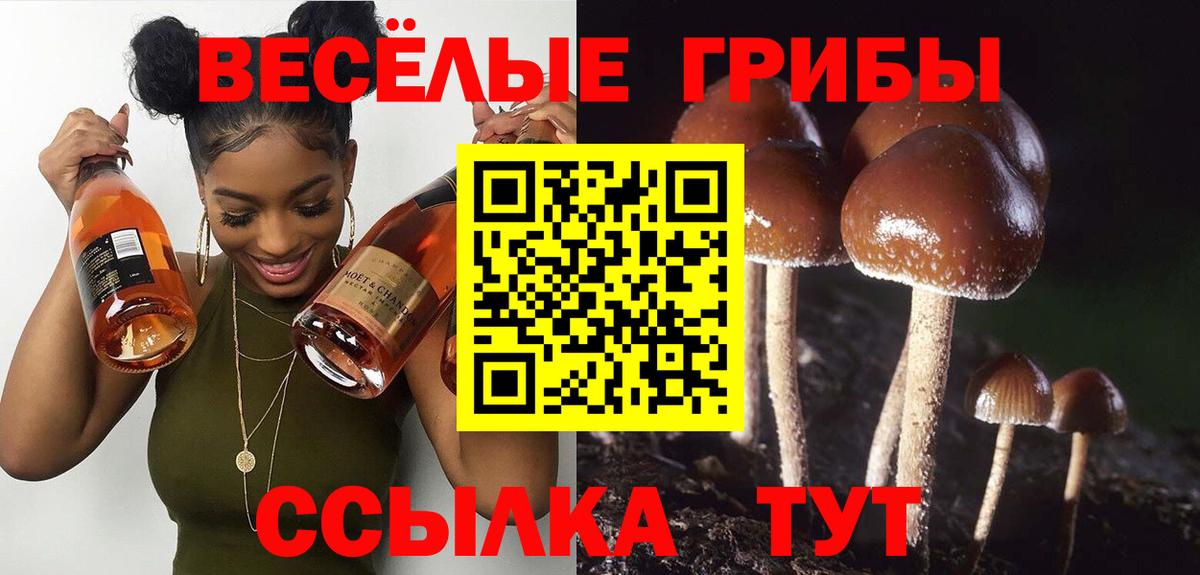 Псилоцибиновые грибы Psilocybine cubensis Анапа